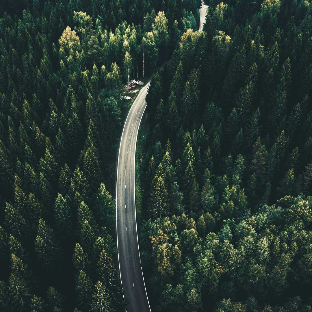 Tie kulkee metsän keskellä.